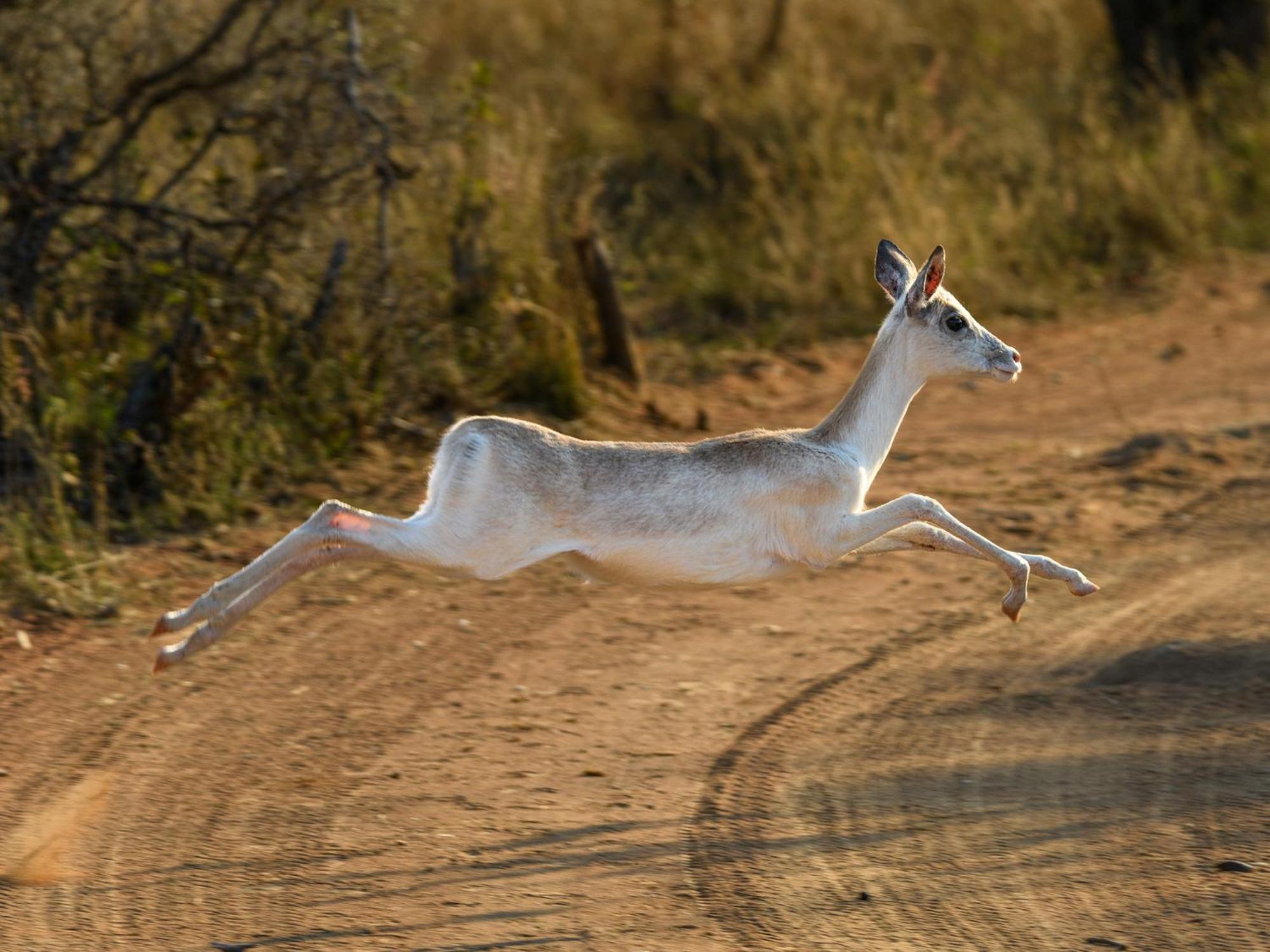 Вілла Waterberg Game Park Мокопане Екстер'єр фото